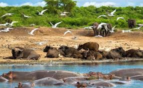 best uganda tour for 2025 - 2026