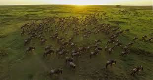  Serengeti Great Migration Safari