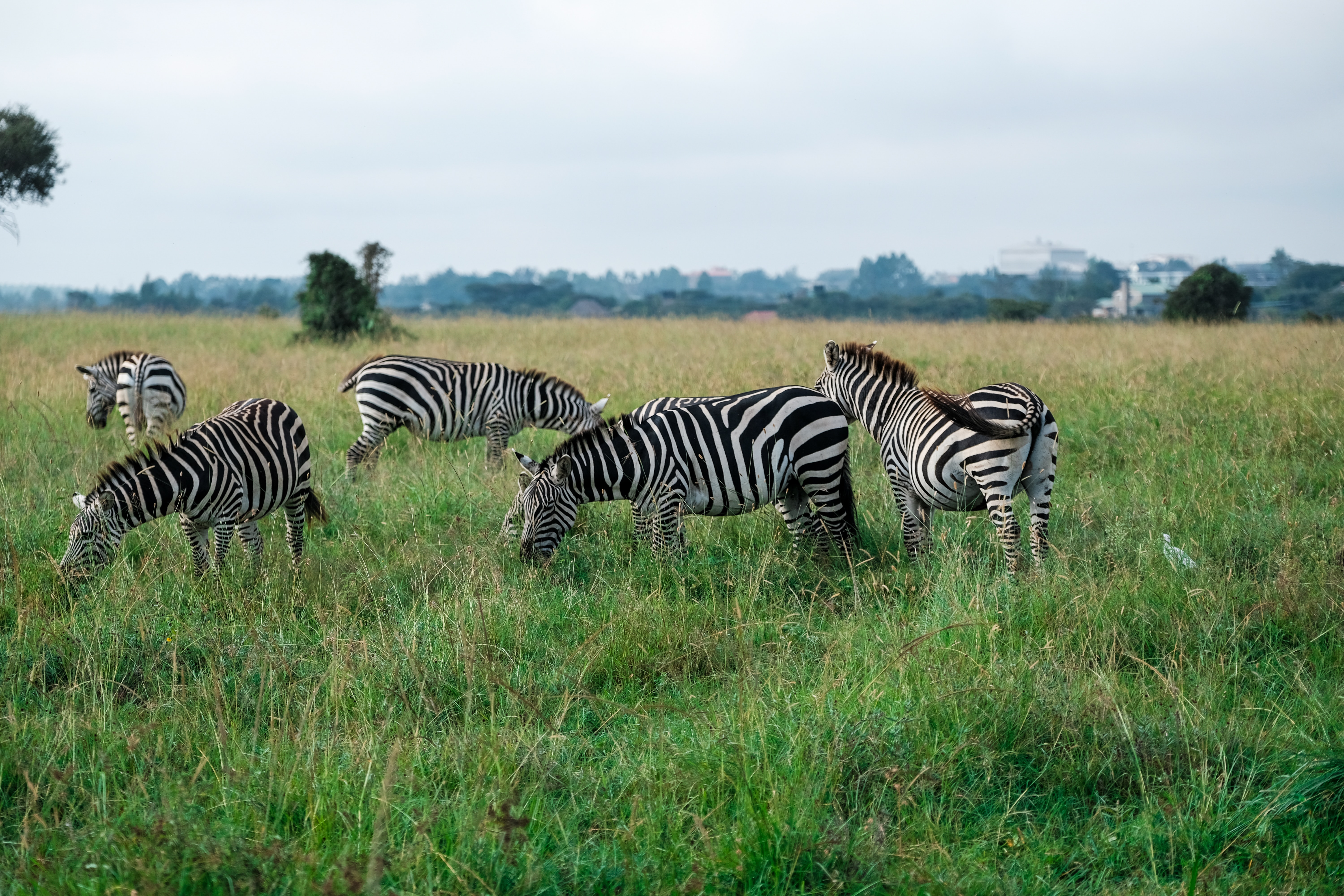 Lake Naivasha safari tour