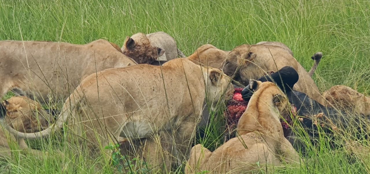 Tanzania luxury safaris