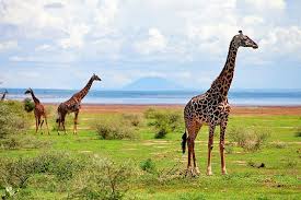 Serengeti national park migration safaris
