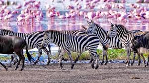 Ruaha national park safari tour