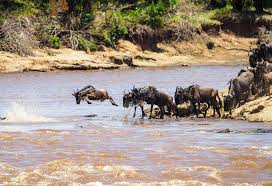 Great Migration River Crossings safari from Mwanza