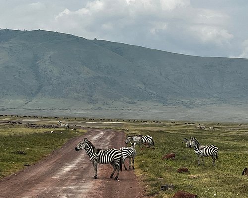 best time to look for Kenya safari tour
