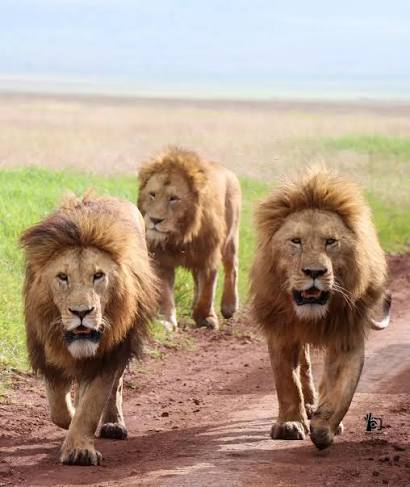 safari tour with africa tour radar 
