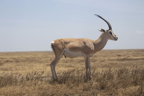 climbing Mount Meru 2025 - 2026