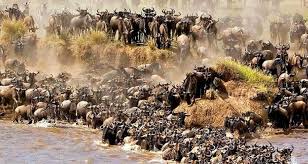  Serengeti Great Migration Safari